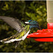 IMG 2423 Hummingbird
