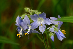 Tall Jacob's Ladder