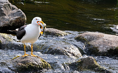 Baltic Gull (Larus fuscus fuscus)   /    PIP  /  Better big, left click on the picture