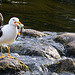 Baltic Gull (Larus fuscus fuscus)   /    PIP  /  Better big, left click on the picture