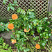 RosePreciousAmber