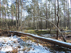 Kunst im Wald - /1