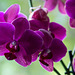 20140830 4726VRAw [D~RI] Orchidee, Rinteln