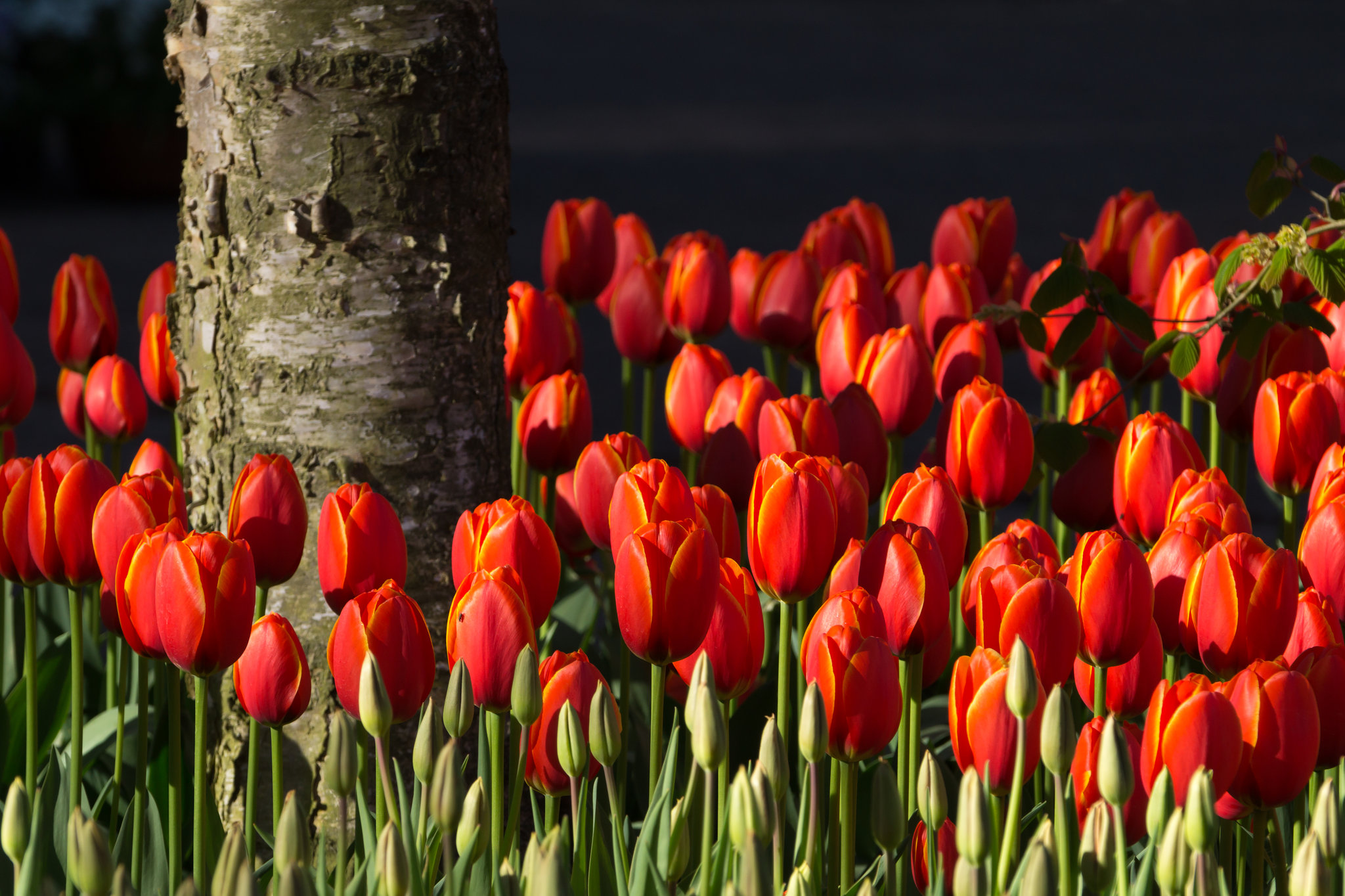 Keukenhof DSC09269