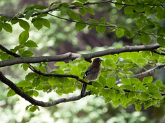 Among the leaves, at cool - Jay