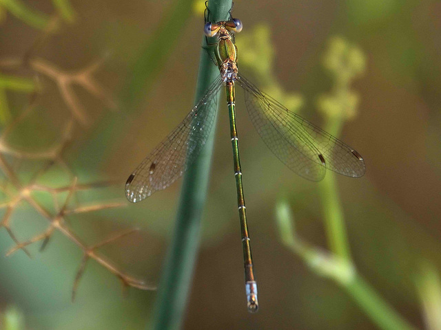 Small Spreadwing m Lestes virens virens) DSB 1122