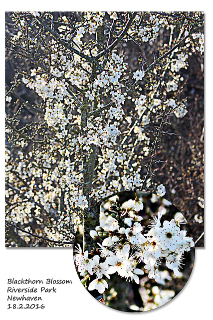 Blackthorn Blossom - Newhaven - 18.2.2016