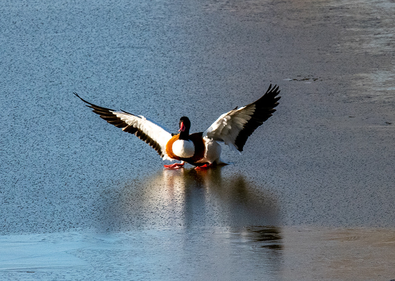 Shelduck