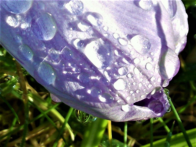 Raindrops on a light purple crocus