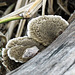 Day 8, fungus, Santa Ana NWR, South Texas