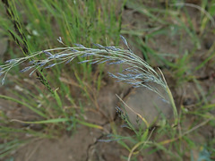 Teff - the mainstay crop of Ethiopia