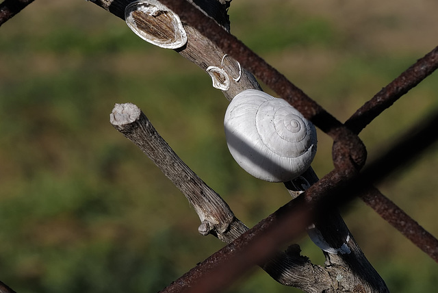 Happy Fence Friday