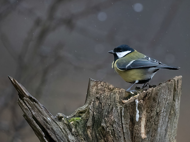 Vogelbeobachtung-2