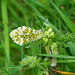 Female Orange Tip Butterfly