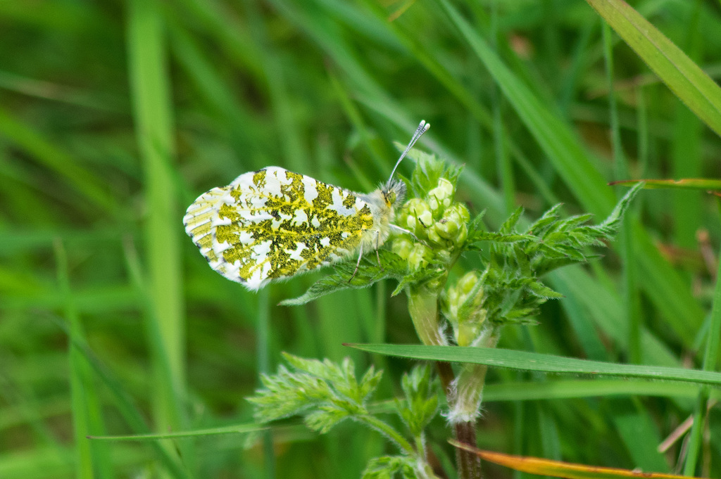 Female Orange Tip Butterfly