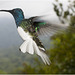 IMG 2431 Hummingbird