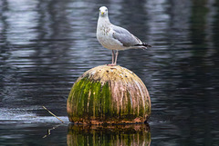 Herring Gull