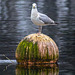 Herring Gull