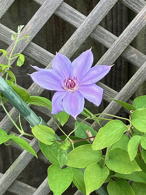 Clematis First Lady