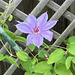 Clematis First Lady