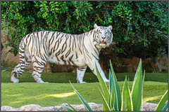 Weißer Tiger