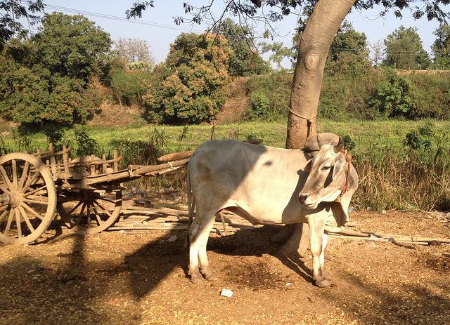 cows along the way