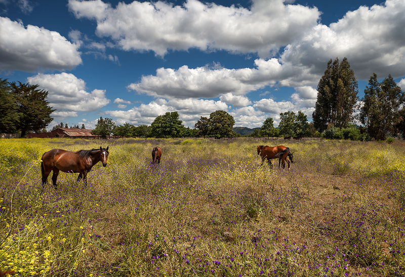 horses' paradise