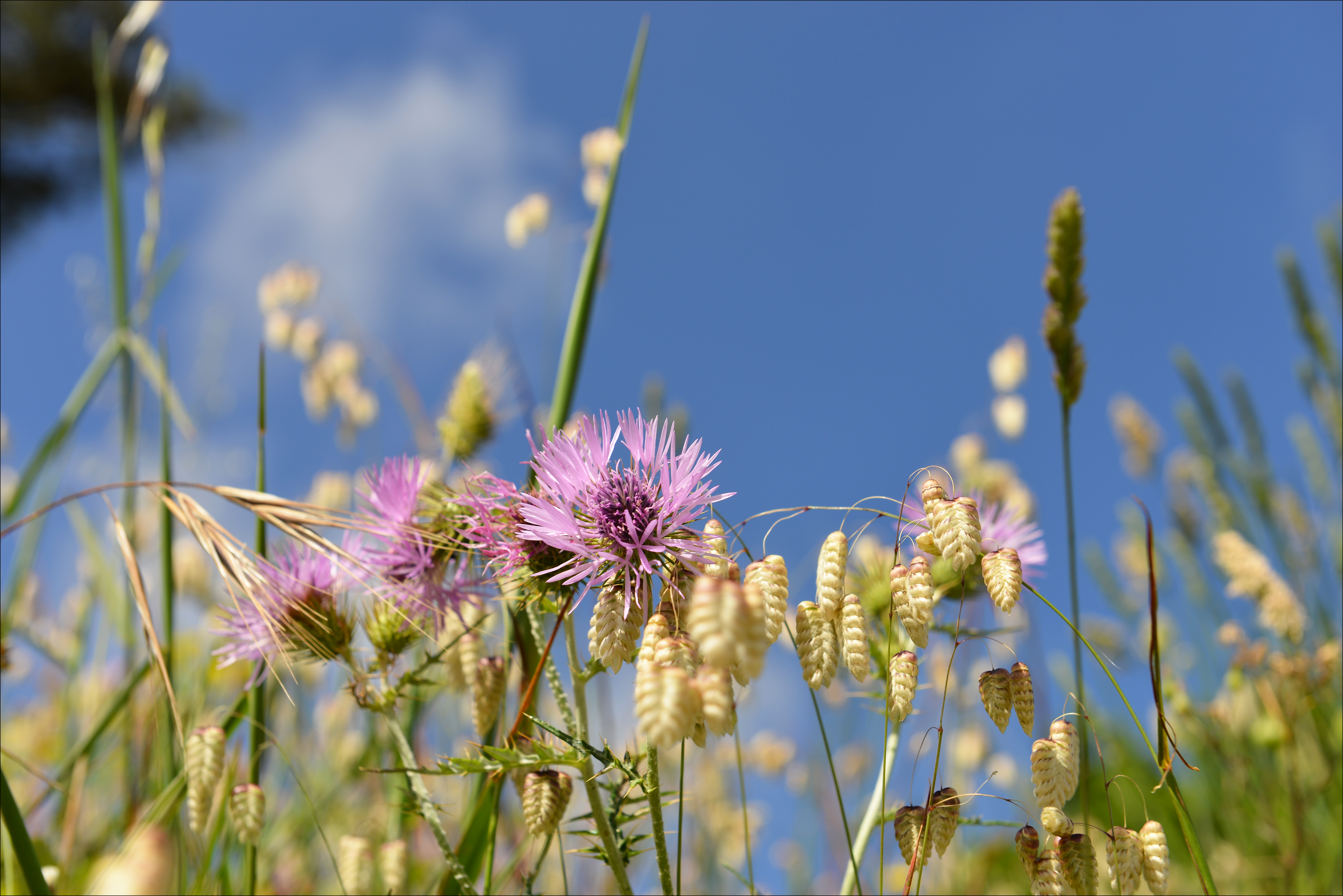 Centaurea aspera , Briza maxima