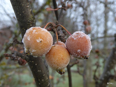 Some very cold crab apples!