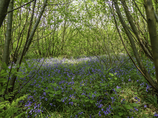 Bluebells in a patch of sunlight for H.A.N.W.E