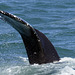 Humpback whale, Skjálfandi  DSC3375
