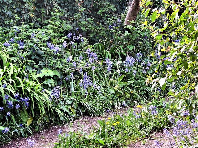 Not seen so many bluebells on the side of the drive