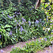 Not seen so many bluebells on the side of the drive