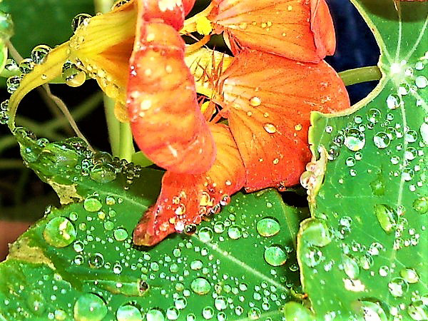 Raindrops on these flowers are brilliant