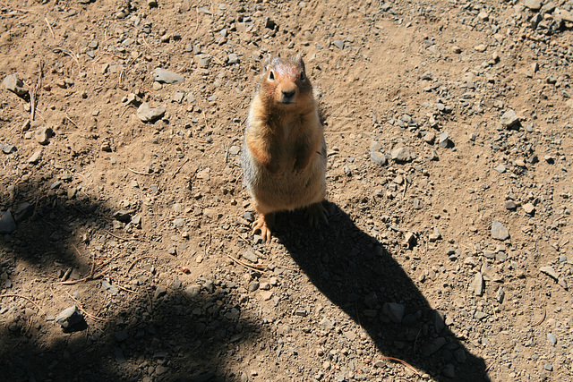 California ground squirrel