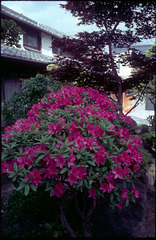 azalea-3