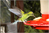 IMG 2455 Hummingbird