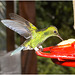 IMG 2455 Hummingbird