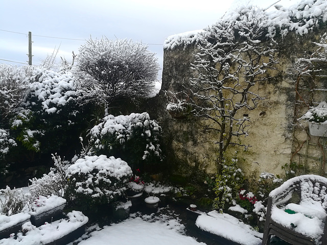 Another (snowy) corner of my Mum's garden