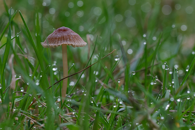 Umbrella