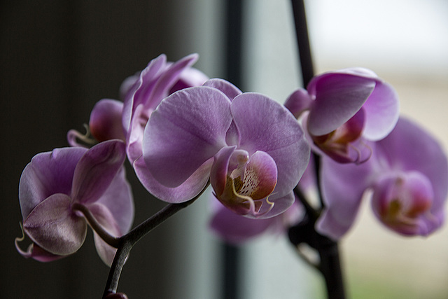 20140830 4728VRAw [D~RI] Orchidee, Rinteln