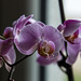 20140830 4728VRAw [D~RI] Orchidee, Rinteln