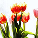 ~ Tulips ~