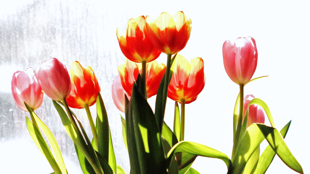 ~ Tulips ~