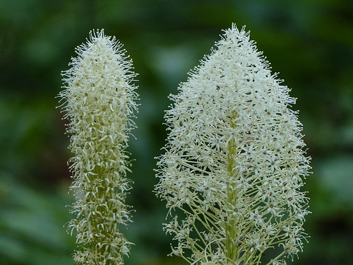 Bear Grass / Xerophyllum tenax