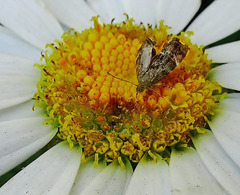 Moth