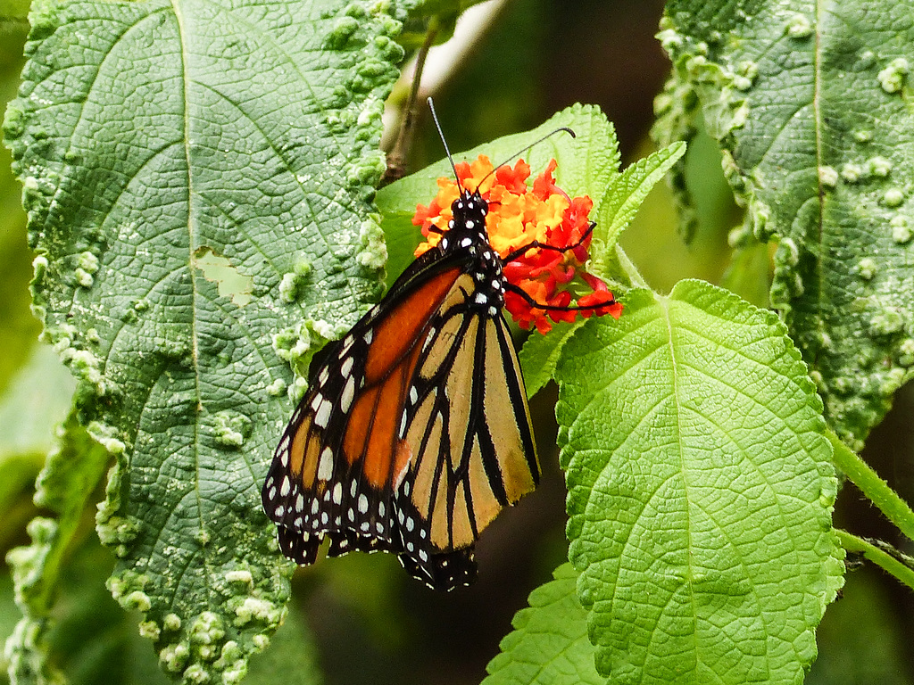 Monarch, Brasso Seco, Trinidad