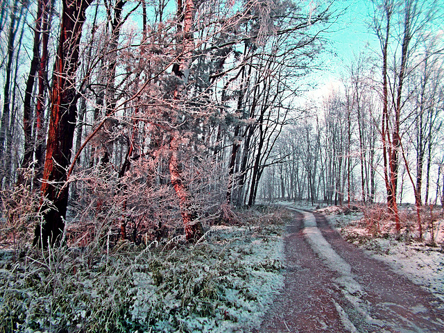 A cold morning at the edge of a forest.