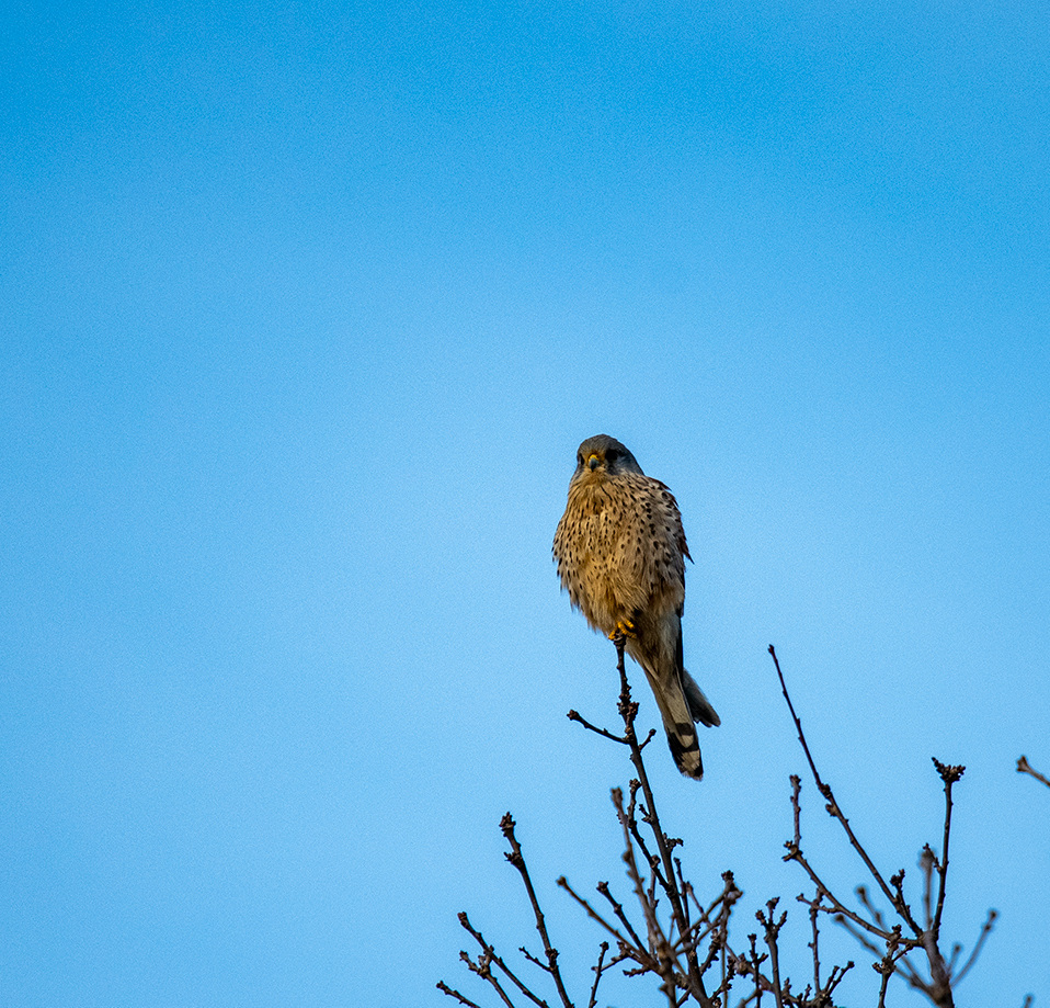 Kestrel