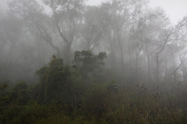 Cloud forest